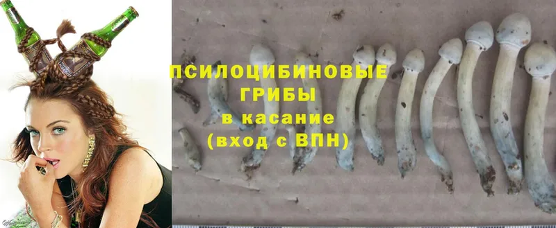 закладки  гидра ТОР  Псилоцибиновые грибы Psilocybine cubensis  Белинский 